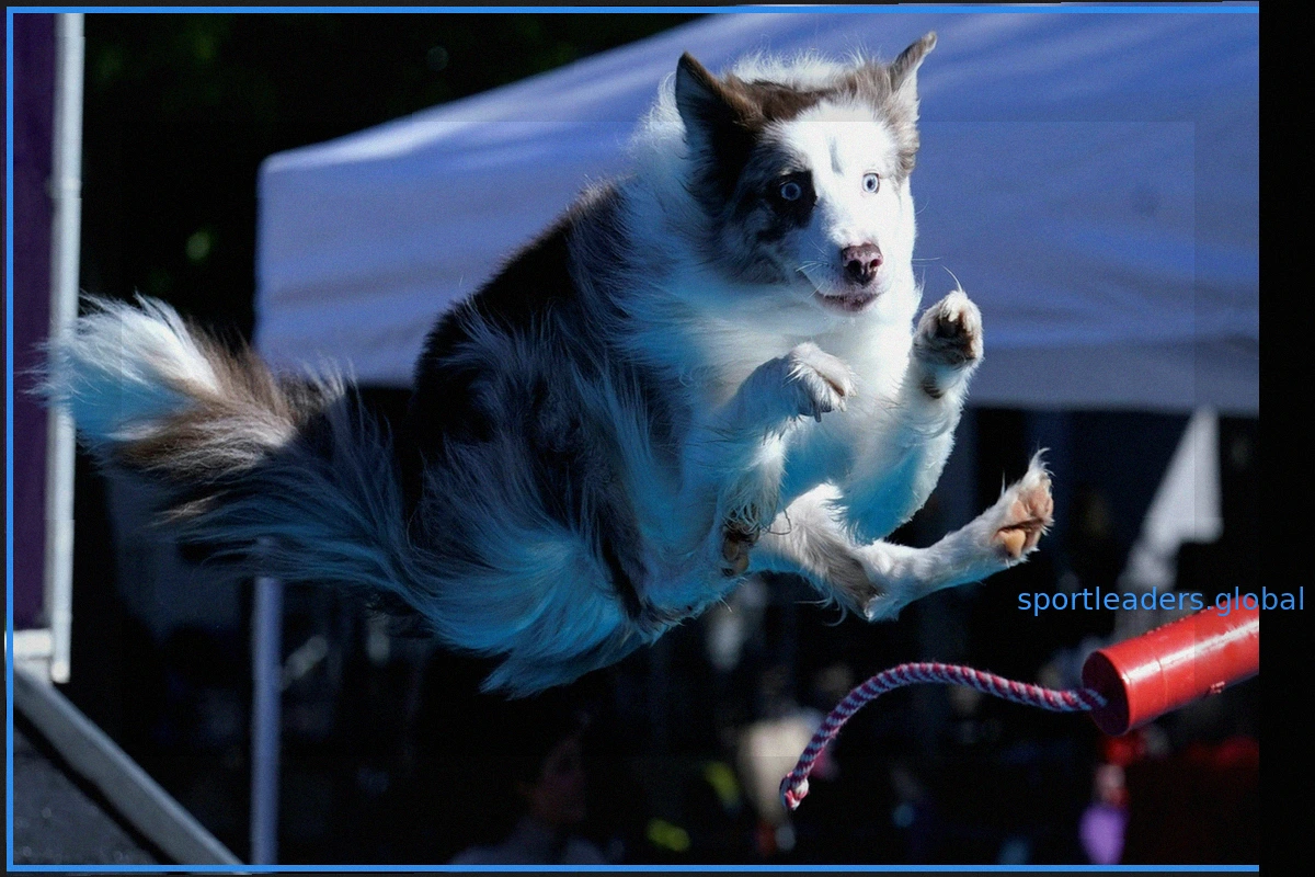 AKC Diving Dogs 2026: Результаты, победитель и яркие моменты командного соревнования